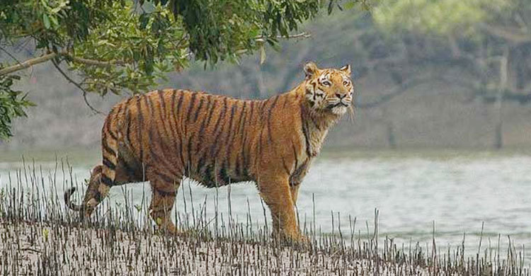 সুন্দরবনে বাঘ বেড়েছে